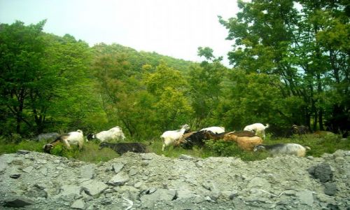 Zdjęcie GRECJA / Tesalia / W drodze do Paleos Panteleimonas  / przydrożne pastwisko