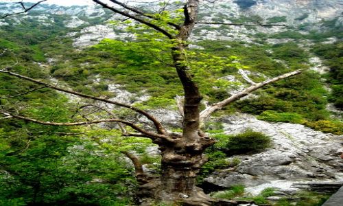 Zdjęcie GRECJA / Tesalia / Dol. Mavrologos / Wąwóz Enipeas / uschło sobie