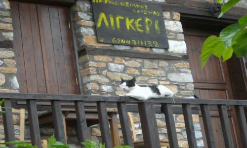 Zdjęcie GRECJA / Tesalia / Paleos Pantelimonos / popilnuę trochę domostwa w czasie sjesty