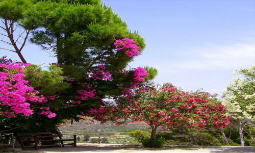 Zdjecie GRECJA / wyspa Kreta / Kreta / piekna flora na Krecie