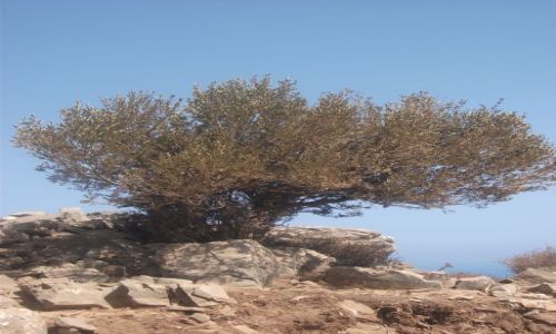 Zdjęcie GRECJA / Crete / Road from Stalis to Agios Nikolaos / Hilltop tree