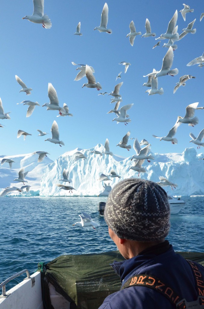 Zdjęcia: Ilulissat, Qaasuitsup, Szukając sieci, GRENLANDIA Zdjęcia: Ilulissat, Qaasuitsup, Szukając sieci, GRENLANDIA