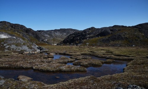 Zdjecie GRENLANDIA / Paamiut / Paamiut / Tundra na Grenlandii