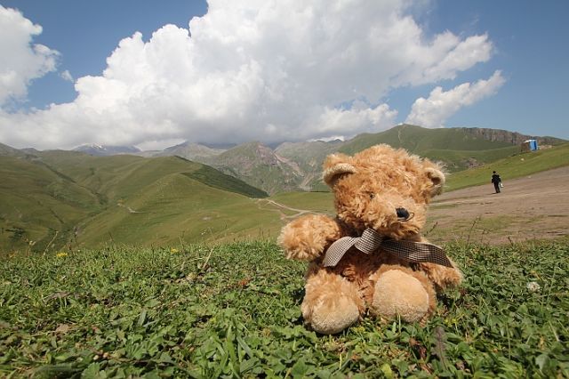 Zdjęcia: Kazbegi, Kazbegi, Miś w górach, GRUZJA Zdjęcia: Kazbegi, Kazbegi, Miś w górach, GRUZJA
