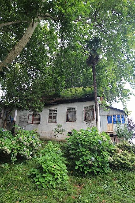 Zdjęcia: Gruzja, Gruzja, Ogrody Batumi, GRUZJA Zdjęcia: Gruzja, Gruzja, Ogrody Batumi, GRUZJA