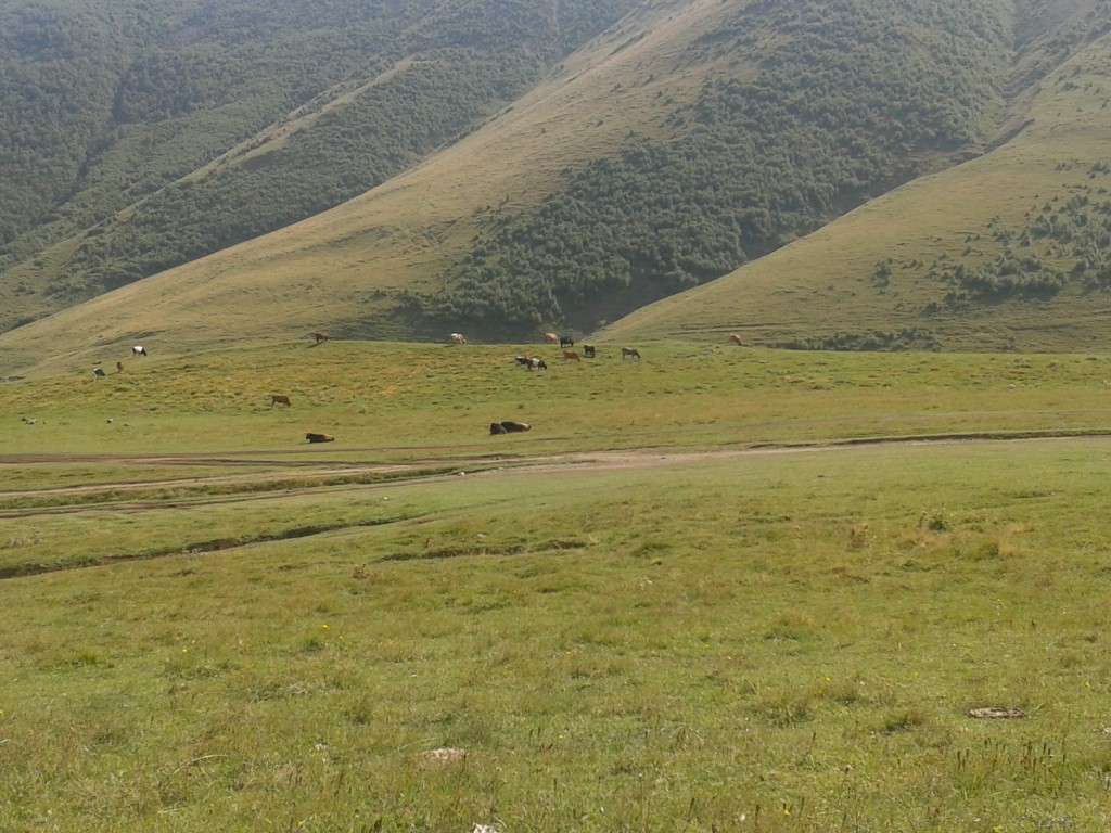 Zdjęcia: Monastyr Tsminda Sameba , Mtskheta-Mtianeti, Pasące się krowy pod Tsmindą Samebą, GRUZJA Zdjęcia: Monastyr Tsminda Sameba , Mtskheta-Mtianeti, Pasące się krowy pod Tsmindą Samebą, GRUZJA