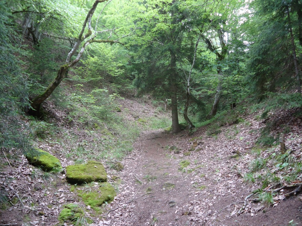 Zdjęcia: okolice Borjomi, Szida Kartli, Mały Kaukaz, GRUZJA Zdjęcia: okolice Borjomi, Szida Kartli, Mały Kaukaz, GRUZJA