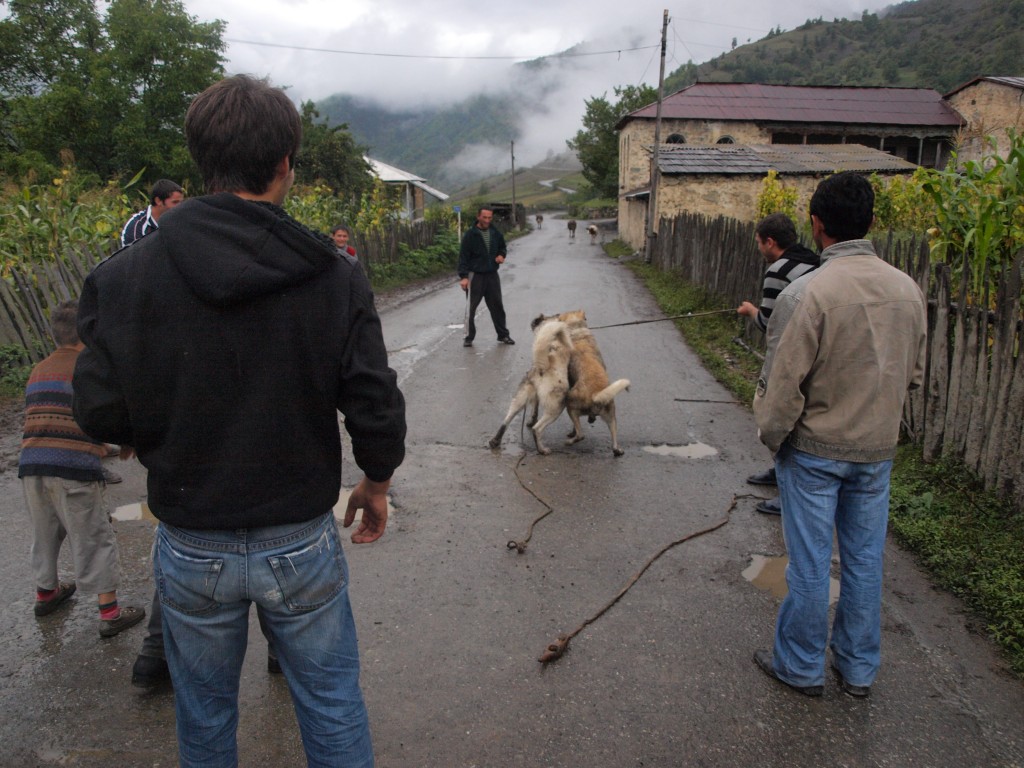 Zdjęcia: wioska niedaleko Mestii, Swanetia, Gruzińskie walki psów, GRUZJA Zdjęcia: wioska niedaleko Mestii, Swanetia, Gruzińskie walki psów, GRUZJA