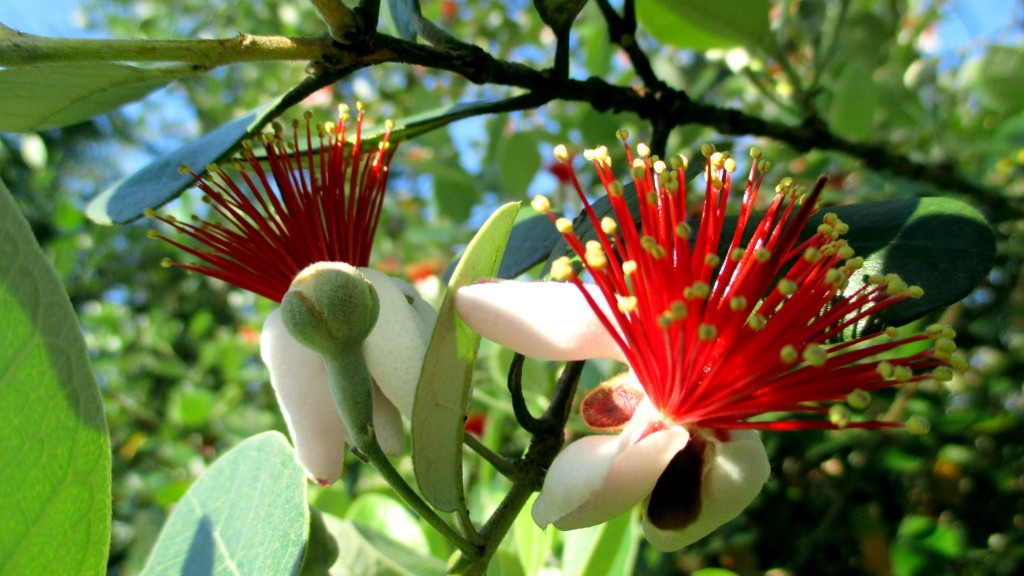 Zdjęcia: Batumi, Adżaria, Królewska purpura, GRUZJA Zdjęcia: Batumi, Adżaria, Królewska purpura, GRUZJA