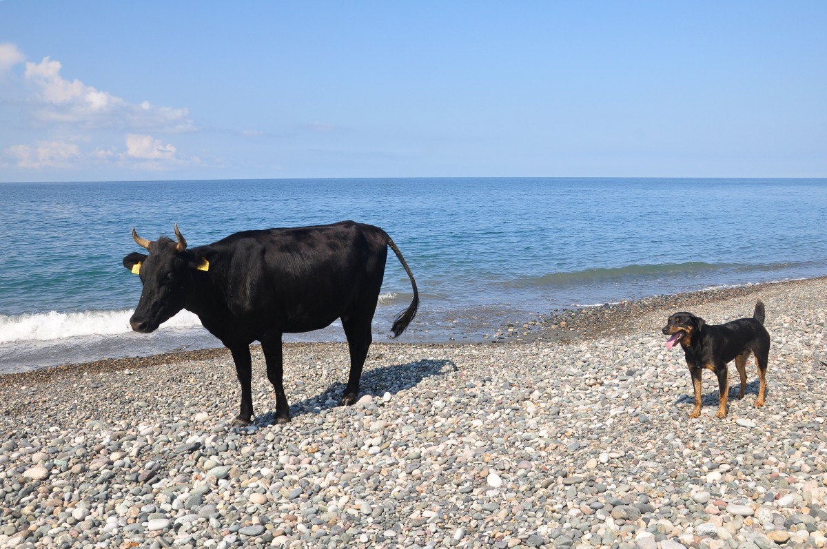 Zdjęcia: Gonio, Adżaria, Plaża w Gonio, GRUZJA Zdjęcia: Gonio, Adżaria, Plaża w Gonio, GRUZJA