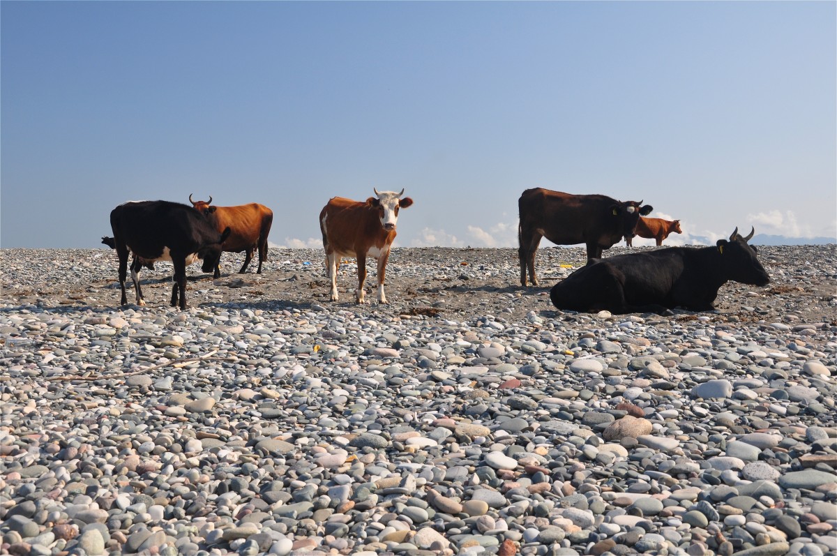 Zdjęcia: Gonio, Adżaria, Krowy na plaży, GRUZJA Zdjęcia: Gonio, Adżaria, Krowy na plaży, GRUZJA