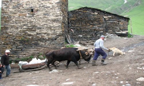 Zdjecie GRUZJA / SVANETIA / KAUKAZ / wiee