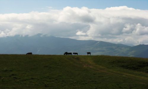 Zdjcie GRUZJA / Nad rzek Tergi / Gudauri / Osioki
