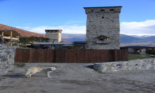 Zdjecie GRUZJA / Svanetia / Mestia / Na stray