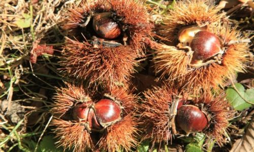 Zdjecie GRUZJA / Kachetia / Lagodechi / Kujce i smaczne