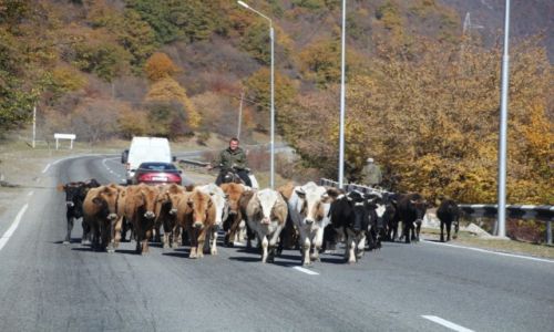 Zdjecie GRUZJA / Mccheta-Mtianetia / Gruzja / Georgian Traffic