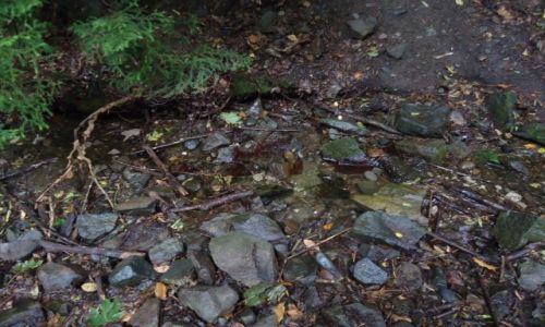 Zdjecie GRUZJA / Szida Kartli / okolice Borjomi / Krew na kamieniach