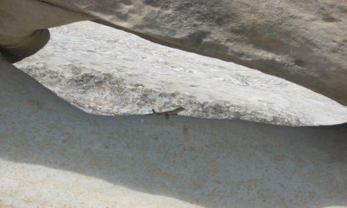 Zdjęcie GRUZJA / brak / Uplicyche / Jaszczury z Uplicyche :)