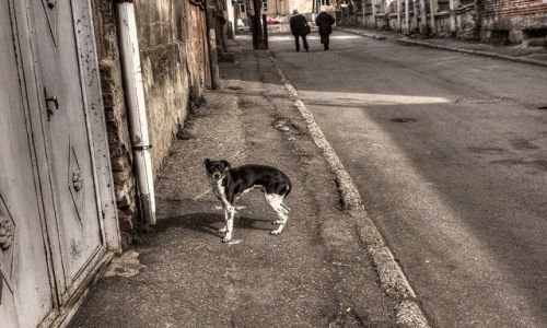 Zdjecie GRUZJA / - / Tbilisi / Tbilisi