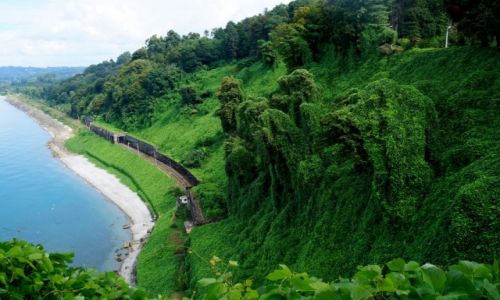 Zdj�cie GRUZJA / Batumi / ogr�d botaniczny / Zaro�ni�ta skarpa