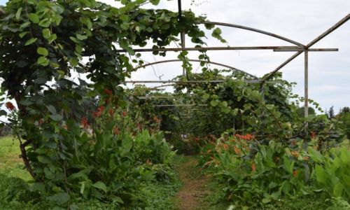 Zdjęcie GRUZJA / Adżaria / Gonio / Twierdza Gonio