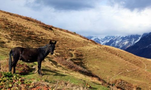 Zdjcie GRUZJA / Svanetia / Mestia / Konik