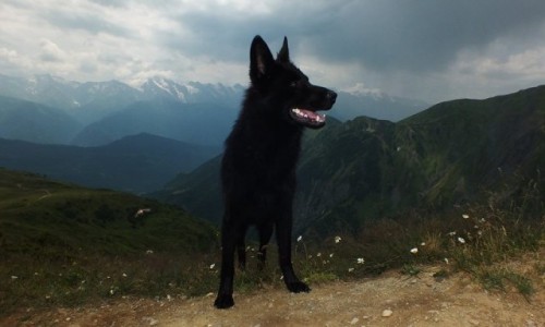 Zdjecie GRUZJA / Svaneti / Okolice Mesti / Pies na Treku;-)