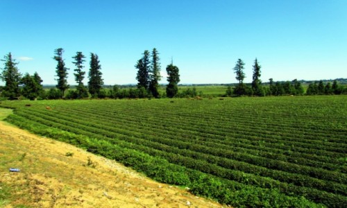 Zdjęcie GRUZJA / Adżaria / Ureki / Herbaciane pola