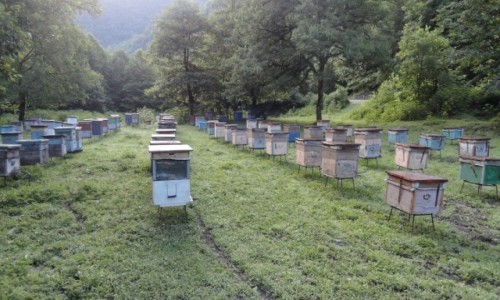 Zdjęcie GRUZJA / BORJOMI NATIONAL PARK / BORJOMI NATIONAL PARK / Pasieka :)