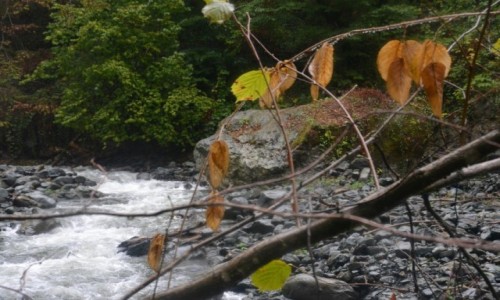 Zdjcie GRUZJA / Lagodekhi / Rezerwat przyrody Lagodekhi / Potok Lagodekhi