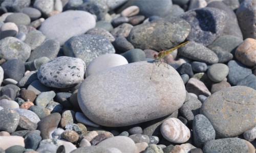 Zdjęcie GRUZJA / Adżaria / Gonio / Ważka na plaży