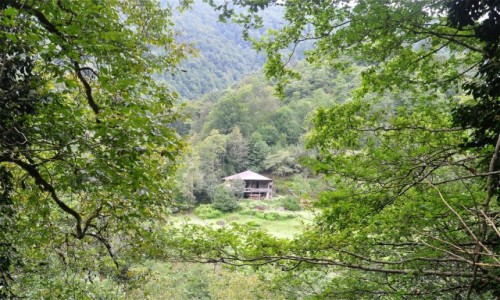 Zdjęcie GRUZJA / Adżaria / Park Narodowy Mtirala / W Parku Narodowym Mtirala