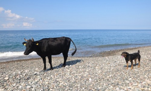 Zdjęcie GRUZJA / Adżaria / Gonio / Plaża w Gonio