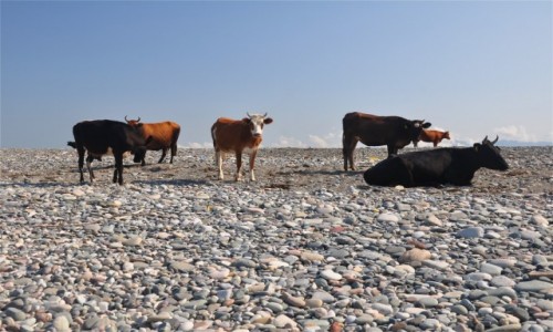 Zdjęcie GRUZJA / Adżaria / Gonio / Krowy na plaży