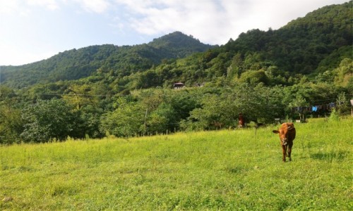 Zdjęcie GRUZJA / Adżaria / Chakvistavi / Gruzińskie klimaty