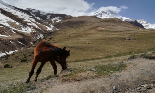 Zdjecie GRUZJA / Mccheta-Mtianetia / Kazbegi / Kazbek