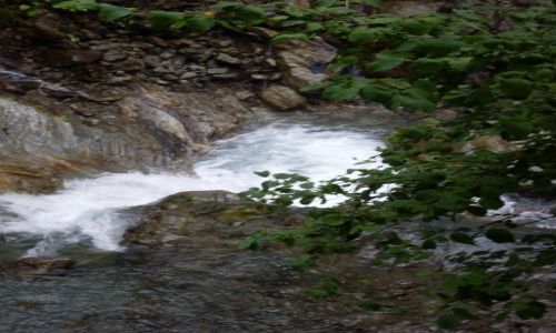 Zdjęcie GRUZJA / Kachetia, przy granicy z Dagestanem / Park Narodowy Lagodechi / ... a teraz w dół... konformizm, bo płynięcie z prądem?