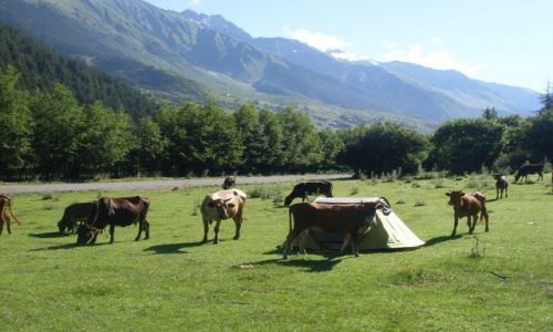 Zdjęcie GRUZJA / Swanetia / Mestia, okolice... / ... kto późno wstaje....