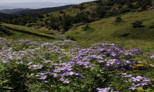 Zdjecie GRUZJA / Kartlia Wewntrzna / Borjomi-Karagauli / Gruzja