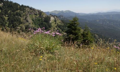 Zdjcie GRUZJA / Kartlia Wewntrzna / Borjomi-Karagauli / Trasa nr 3