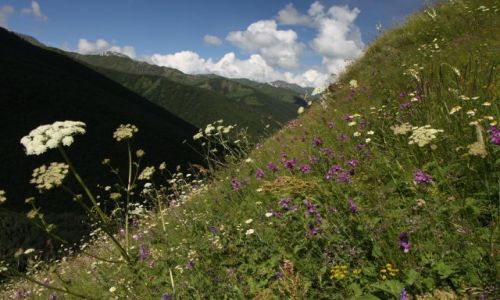 Zdjecie GRUZJA / Megrelia/Górna Svanetia / treking Mestia-Ushguli / Łąki Svanetii