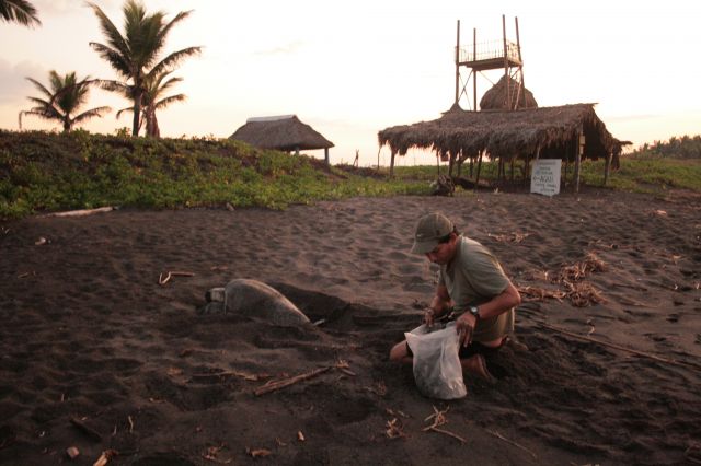 Zdjęcia: Parque Hawaii, Hawaii, 5am - Żółwica składająca jaja, GWATEMALA Zdjęcia: Parque Hawaii, Hawaii, 5am - Żółwica składająca jaja, GWATEMALA
