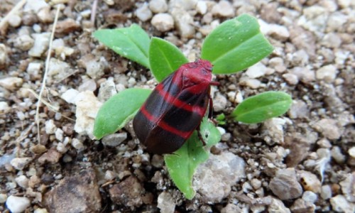 Zdjęcie GWATEMALA / Panajachel / - / Kolorowy owad