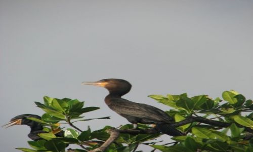 Zdjęcie GWATEMALA / brak / Livingston / Kormorany