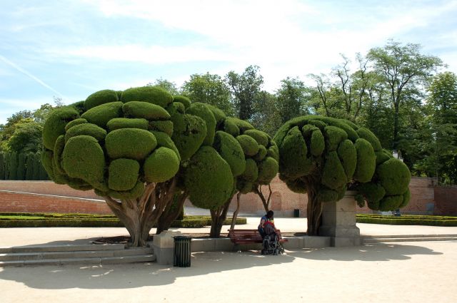 Zdjęcia: Parque del Retiro, El Parterre, Cypress Trees., Madryt, Cyprysy., HISZPANIA Zdjęcia: Parque del Retiro, El Parterre, Cypress Trees., Madryt, Cyprysy., HISZPANIA