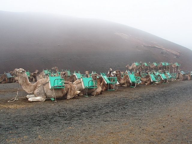 Zdjęcia: park norodowy timafaya, Kanary - Lanzarote, karawana, HISZPANIA Zdjęcia: park norodowy timafaya, Kanary - Lanzarote, karawana, HISZPANIA