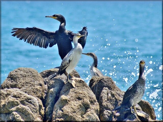 Zdjęcia: Costa Brava, Katalonia, Suszenie piórek, HISZPANIA Zdjęcia: Costa Brava, Katalonia, Suszenie piórek, HISZPANIA