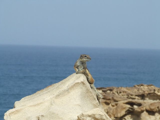 Zdjęcia: Caleta de Fustes, Fuerteventura, Masz orzeszka?, HISZPANIA Zdjęcia: Caleta de Fustes, Fuerteventura, Masz orzeszka?, HISZPANIA