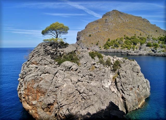 Zdjęcia: Sa Calobra, Majorka, Samotne drzewko w Sa Calobra, HISZPANIA Zdjęcia: Sa Calobra, Majorka, Samotne drzewko w Sa Calobra, HISZPANIA