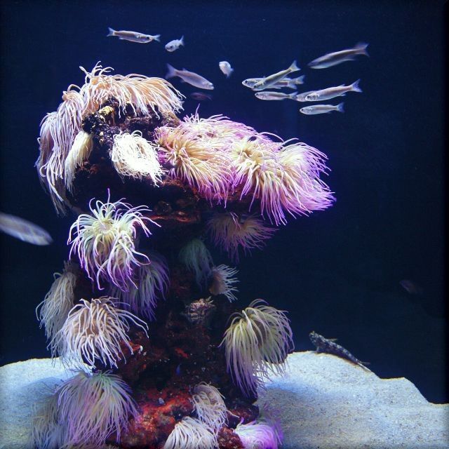 Zdjęcia: Aqarium, Majorka, W Aquarium Palma de Mallorka, HISZPANIA Zdjęcia: Aqarium, Majorka, W Aquarium Palma de Mallorka, HISZPANIA